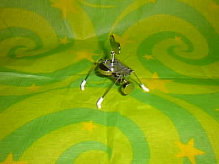 Bug Picture